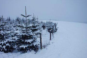 Wetterkolumne / Kleine Verschiebung, große Folgen: Chancen auf weiße Weihnachten schwinden