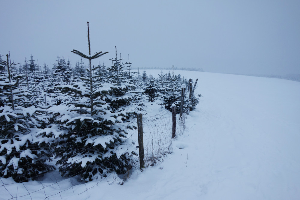 Wetterkolumne / Kleine Verschiebung, große Folgen: Chancen auf weiße Weihnachten schwinden