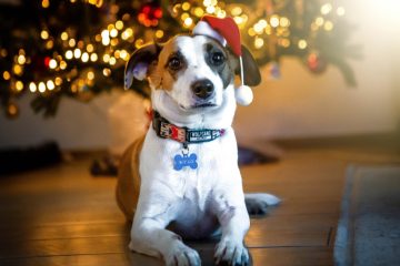 Editorial / Tiere sind keine Weihnachtsgeschenke! Wer sie sich anlegt, sollte es sich gut überlegen