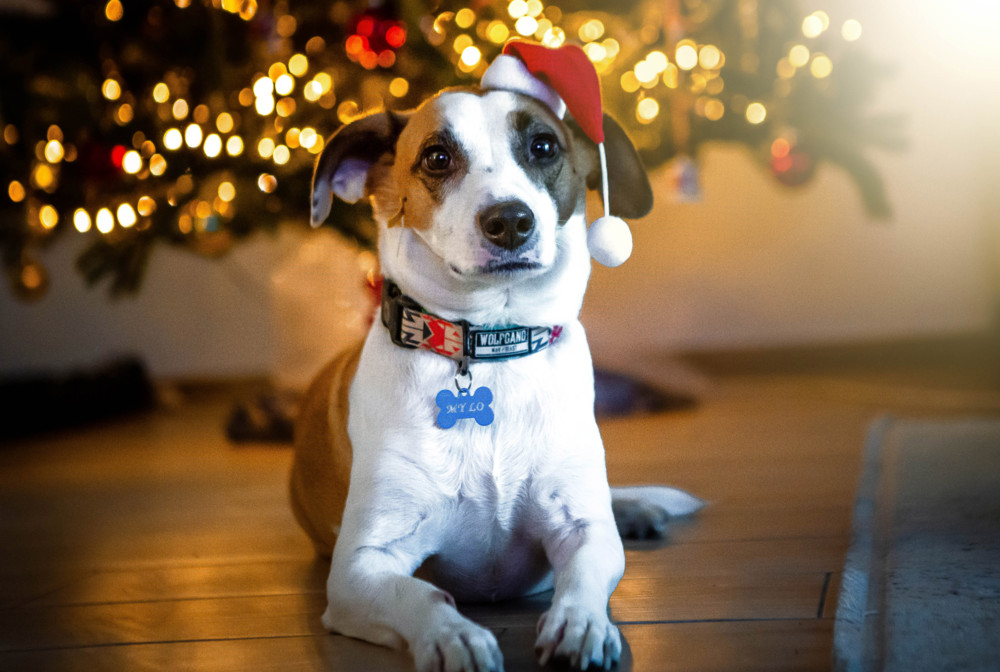 Editorial / Tiere sind keine Weihnachtsgeschenke! Wer sie sich anlegt, sollte es sich gut überlegen