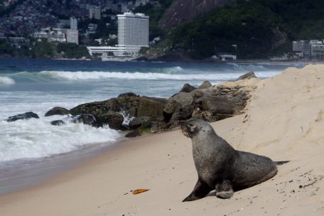 Brasilien / Seltener Besucher: Seebär taucht am Strand von Ipanema auf
