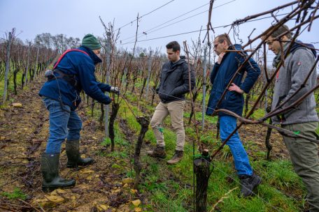 Domaine Tageblatt (6) / Wenn das Philosophieren vor dem Trinken beginnt: Über die Kunst des Rebenschneidens