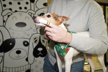 Haustiere / Wie eine gute Zahnpflege beim Hund Zahnstein vorbeugt