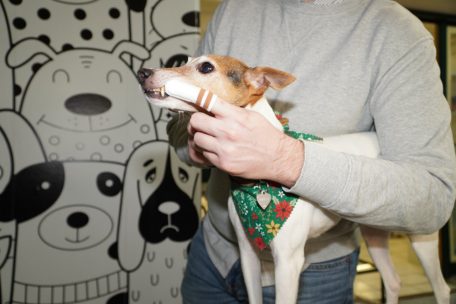 Haustiere / Wie eine gute Zahnpflege beim Hund Zahnstein vorbeugt