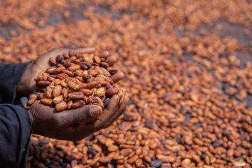 Kakao / Die bittere Schokoladenseite – Kinderarbeit auf den westafrikanischen Plantagen