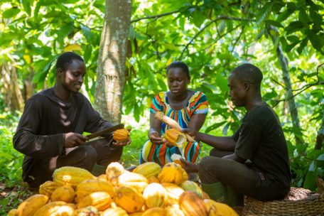 Auf den meisten Kakaoplantagen geht es nicht so idyllisch zu wie auf dieser in Ghana