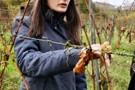 Winzerin Corinne Kox
