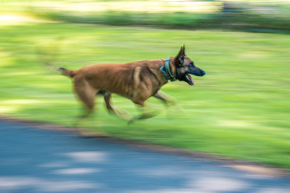 Luxemburg-Hamm / Betrunkener lässt aggressive Hunde auf der Straße laufen – Tiere beißen Polizisten