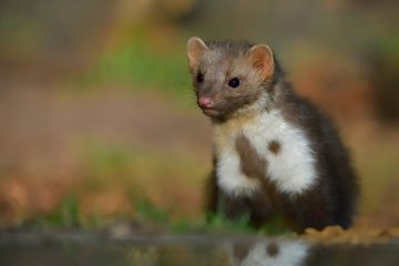 Tiere / Vielseitige Überlebenskünstler: Warum Steinmarder ausgesprochene Nützlinge sind