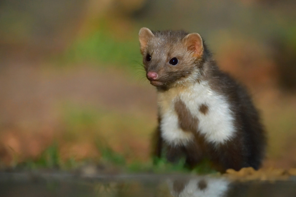 Tiere / Vielseitige Überlebenskünstler: Warum Steinmarder ausgesprochene Nützlinge sind