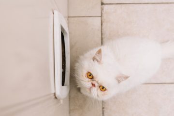 Bonneweg / Katzenklappe als Zugang: Einbrecher entwenden Schmuck und Uhren