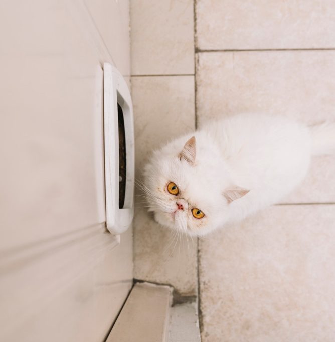 Bonneweg / Katzenklappe als Zugang: Einbrecher entwenden Schmuck und Uhren