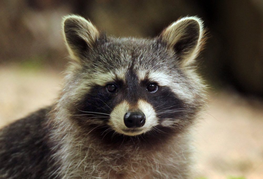 Kurioser Einbrecher / Deutsche Polizei ertappt „maskierten und schwarze Handschuhe tragenden Täter“