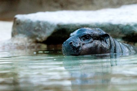 Wissenschaft / Warum wir Tierbabys so süß finden: Ein Professor über den Effekt von Kulleraugen und Pausbacken
