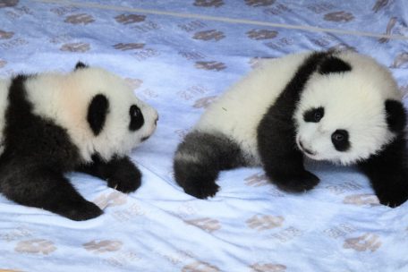 Deutschland / Leni und Lotti: Pandazwillinge in Berliner Zoo können laufen