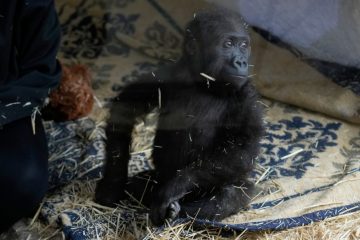 Türkei / Illegaler Tiertransport: Gerettetes Gorillababy sorgt in Istanbul für Aufsehen