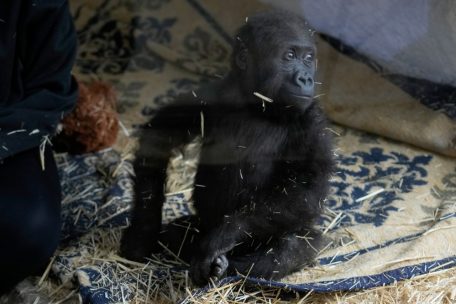 Türkei / Illegaler Tiertransport: Gerettetes Gorillababy sorgt in Istanbul für Aufsehen