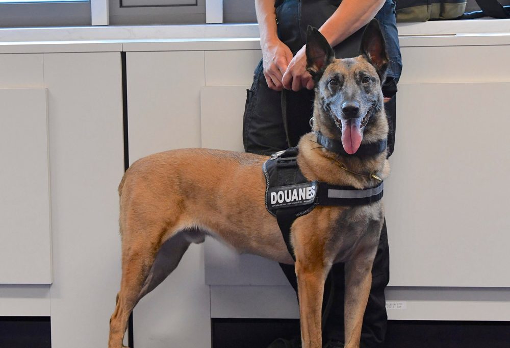 Drogenspürhunde im Einsatz / Luxemburger Zoll schnappt Drogenschmuggler mit rund 4,5 Kilo Cannabis