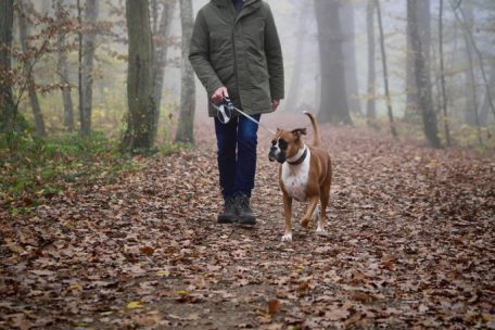 Hunde / Pseudowut und „Werwolf-Syndrom“: Was es mit den Erkrankungen auf sich hat und was die ALVA dazu sagt