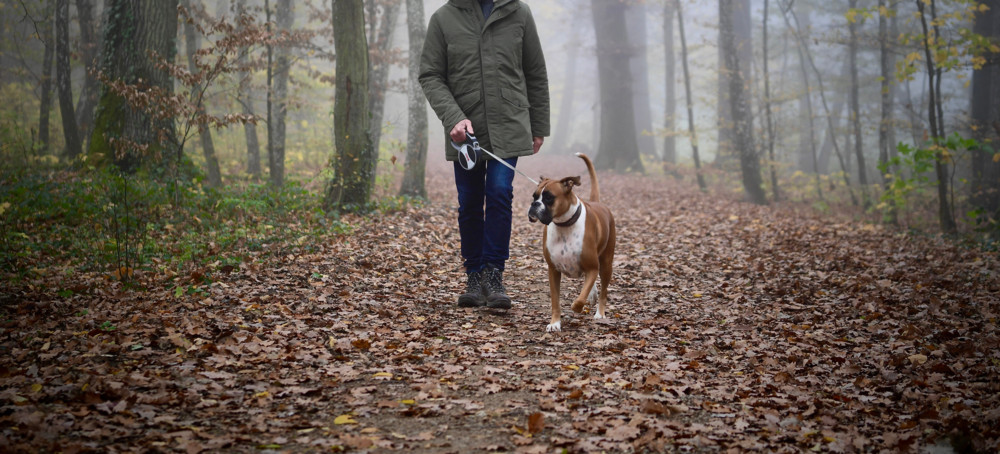 Hunde / Pseudowut und „Werwolf-Syndrom“: Was es mit den Erkrankungen auf sich hat und was die ALVA dazu sagt