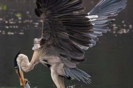 Cocoireiher beim Fischfang