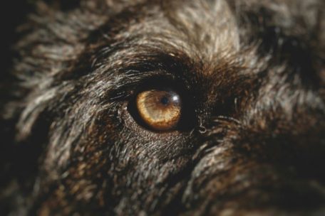 Todesfälle in Luxemburger Hundepension / „Würden gerne die Wahrheit erfahren“: Besitzerin reagiert auf Autopsiebefund