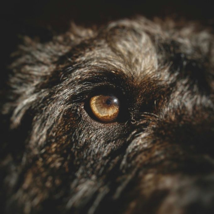 Todesfälle in Luxemburger Hundepension / „Würden gerne die Wahrheit erfahren“: Besitzerin reagiert auf Autopsiebefund