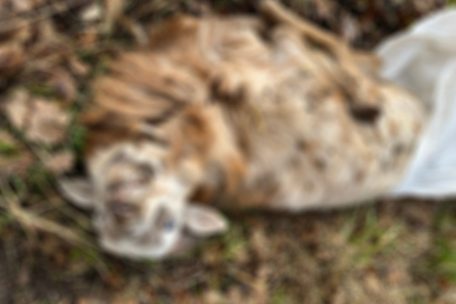 Illegale Entsorgung / Kadaver auf Weg bei Redingen/Attert entdeckt