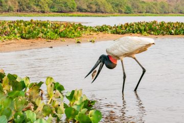 Flügelspannweite von 2,60 Meter / Die größte Storchenart Mittel- und Südamerikas: So sieht der Jabiru in direkter Nähe aus