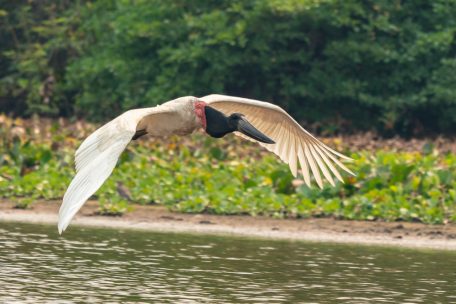 So eine genaue Abbildung des Tieres im Flug? Nur möglich, indem man ihm mit dem Boot über den Fluss folgte. Auf den perfekten Moment kam es auch noch an.