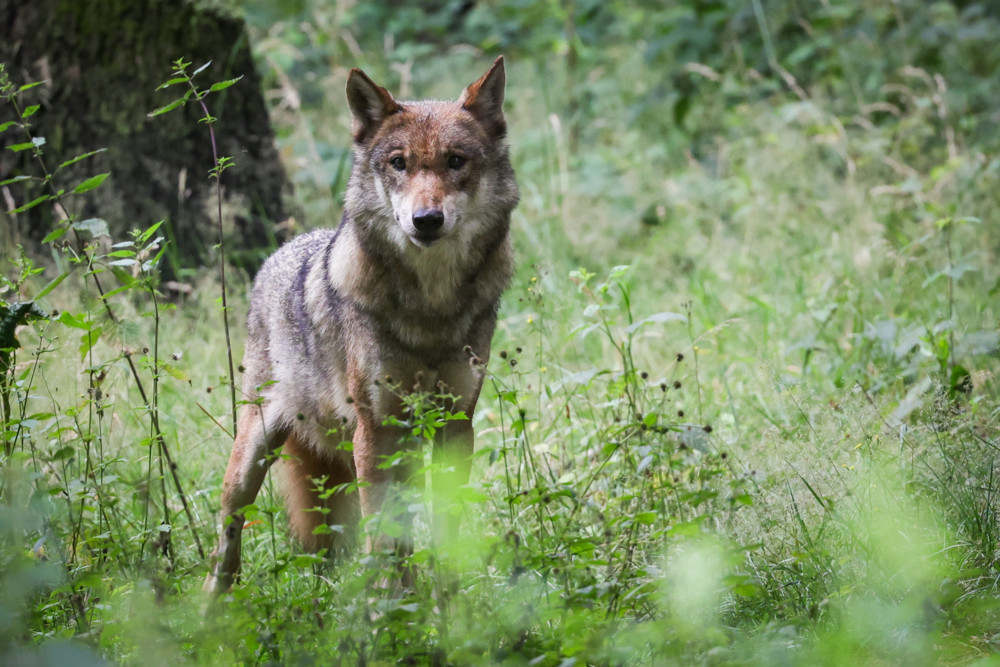 Luxemburg / Tests bestätigen: Weiblicher Wolf hat Schafe bei Dahl gerissen