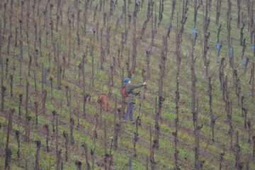 Strohwein 2024 / Kellermeister der „Domaines Vinsmoselle“ spricht von außergewöhnlichem Jahrgang