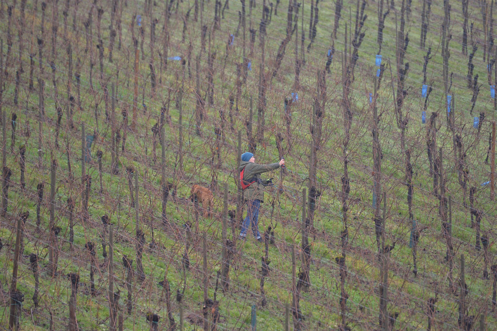 Strohwein 2024 / Kellermeister der „Domaines Vinsmoselle“ spricht von außergewöhnlichem Jahrgang