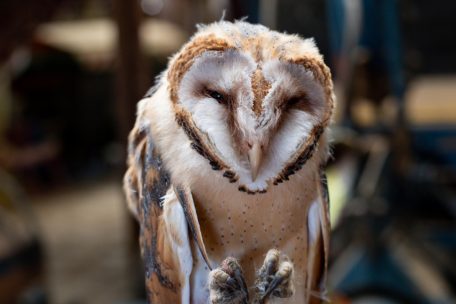 Tiere / Artenschutz im Winter: Diese Tiere sind auch bei Schnee und Kälte unterwegs