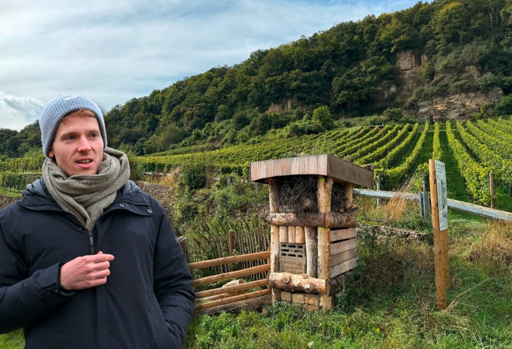 Domaine Tageblatt / „Der Baum ist ein guter Partner“: Wie Rosen und Nisthilfen den Weinberg beleben können