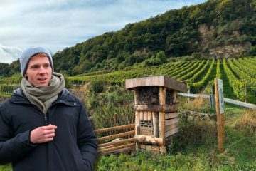 Domaine Tageblatt / „Der Baum ist ein guter Partner“: Wie Rosen und Nisthilfen den Weinberg beleben können