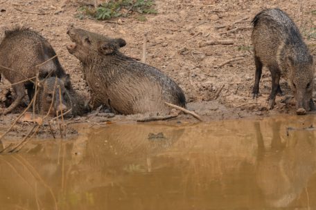 Tierfotografie / Wildschweine Mittel- und Südamerikas: Das Halsbandpekari