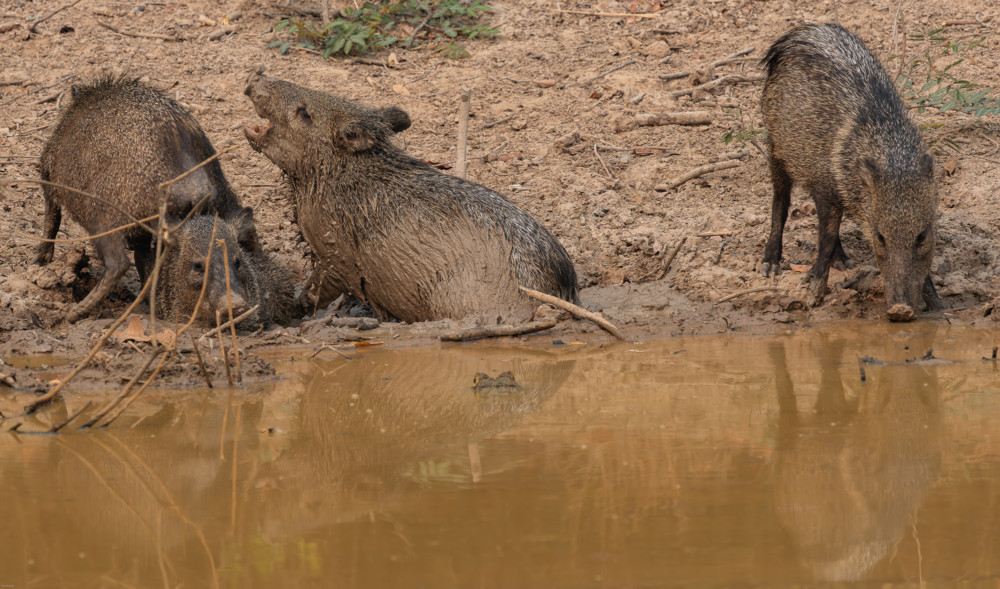 Tierfotografie / Wildschweine Mittel- und Südamerikas: Das Halsbandpekari