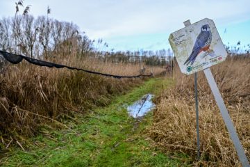 Naturschutz  / Die „Schlammwiss“: Mehr als „Boxenstopp“, Herberge und Brutstätte für Vögel