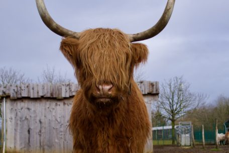 Tiere / Die sanften Riesen mit der wilden Mähne – Warum Highland-Rinder die perfekten Landschaftsgärtner sind