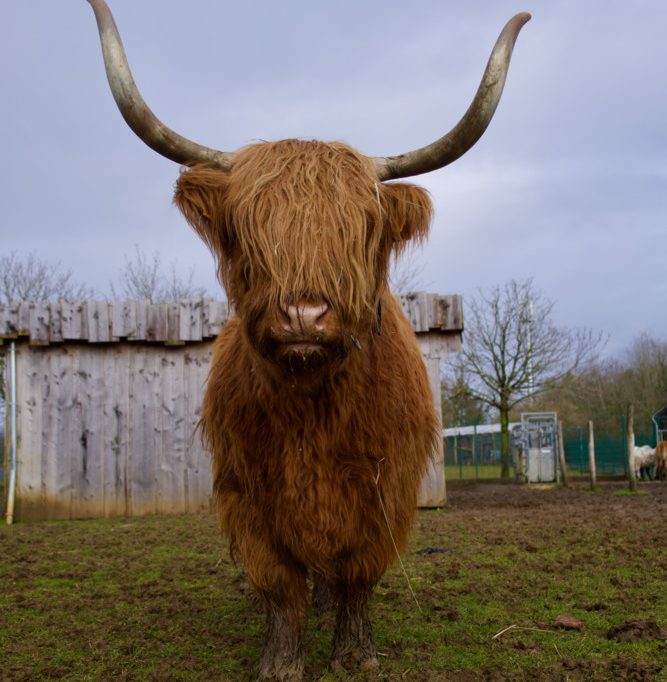 Tiere / Die sanften Riesen mit der wilden Mähne – Warum Highland-Rinder die perfekten Landschaftsgärtner sind