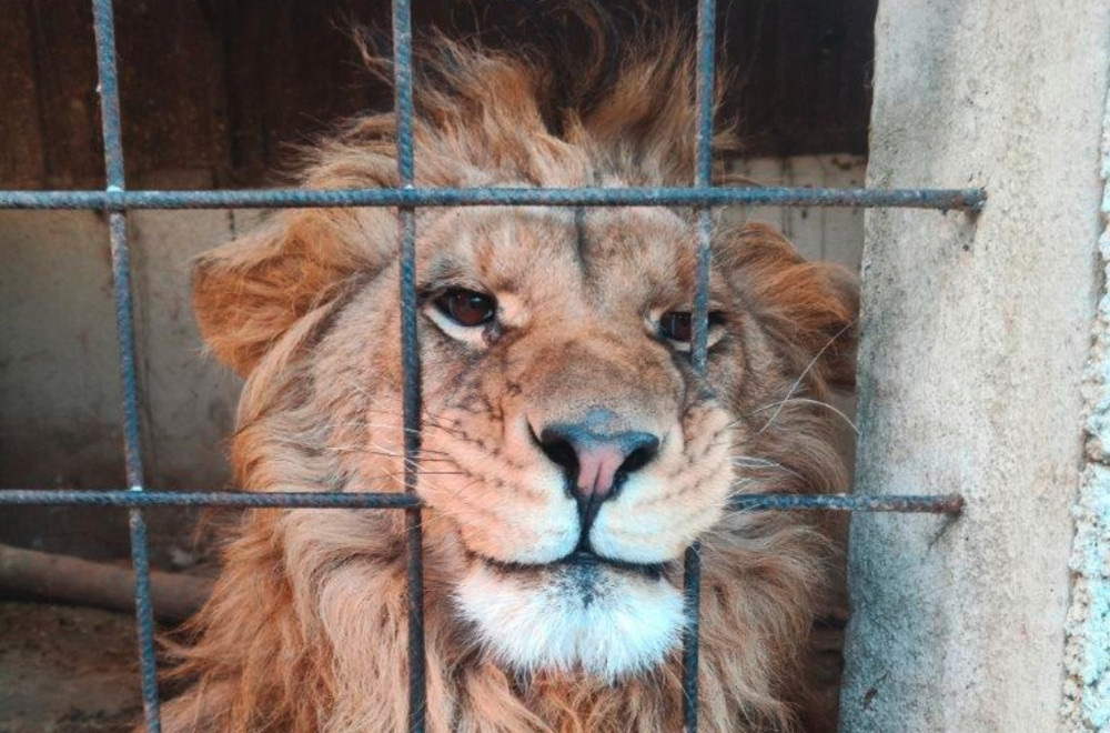 Interpol / 20.000 lebende Tiere bei internationalem Großeinsatz beschlagnahmt