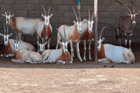 Bei dem Gro&szlig;einsatz gerettete Oryxantilopen&nbsp;