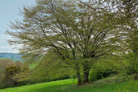 Natur / Die in Luxemburg heimische Hainbuche ist der Baum des Jahres 2025