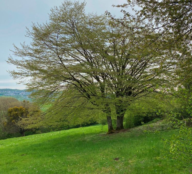 Natur / Die in Luxemburg heimische Hainbuche ist der Baum des Jahres 2025