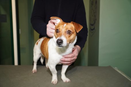Haustiere / Durch die richtige Reinigung die Gesundheit der Hundeohren gewährleisten