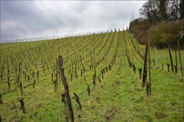 Domaine Tageblatt / Dr. Pauly, wie lange können wir mit dem Klimawandel noch Rivaner an der Mosel anbauen?