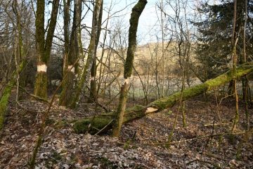 Wald-Regulierung / Warum einige Bäume im Minette merkwürdige Ringe haben