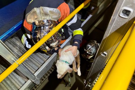 Retter in der Not / CGDIS rettet in Rodange einen Hundewelpen aus einem Parklift