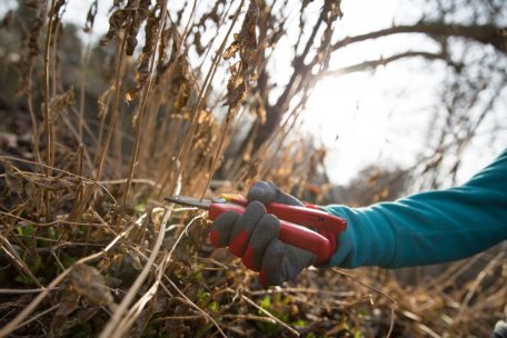 Gartenarbeit / Schneiden, aber richtig!